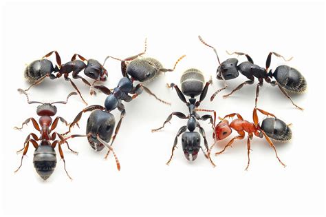 Four different ant species isolated on png background | Premium AI ...