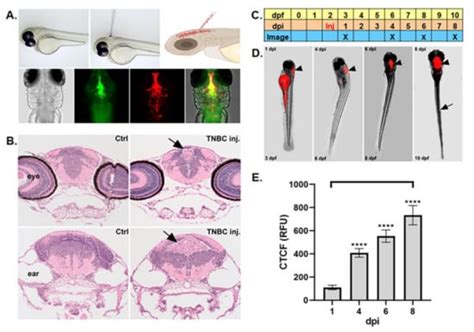 Cells | Special Issue : Modeling Developmental Processes and Disorders ...