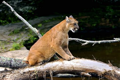 🐆 Puma: Características y Curiosidades » Animales Salvajes