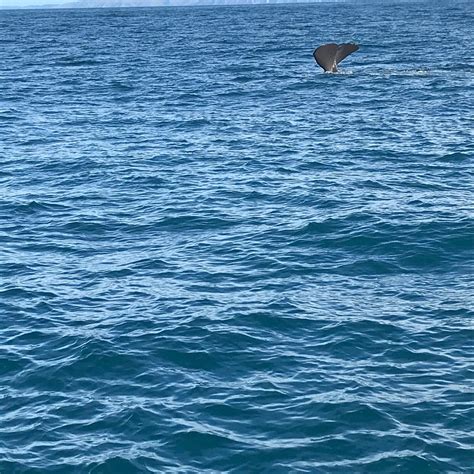 Kaikoura Whale Watch Day Tour from Christchurch 2021