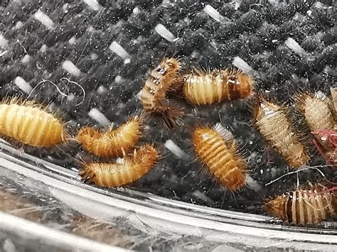 Carpet Beetles Life Cycle