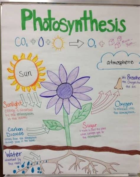 show the process of photosynthesis diagrammatically also label the ...