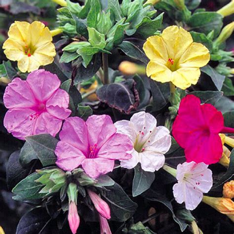 20 Seeds Four O Clock Mix Flower Seeds-mirabilis - Etsy Canada