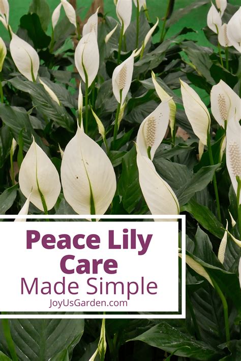 Peace Lily Care at Sanford Tracy blog