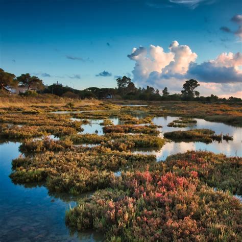 Biotic Component – Seamap Australia