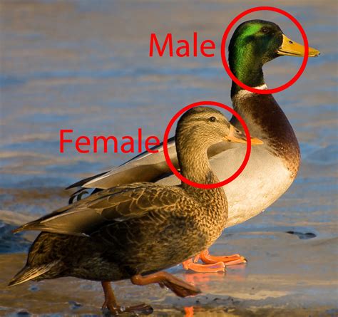 How To Identify Duck Male Or Female at Zachary Mustar blog