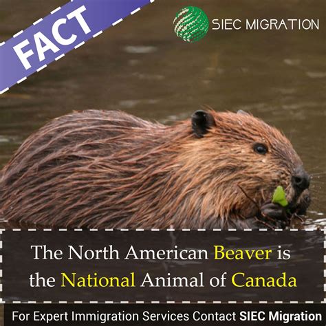 Canada National Animal Beaver