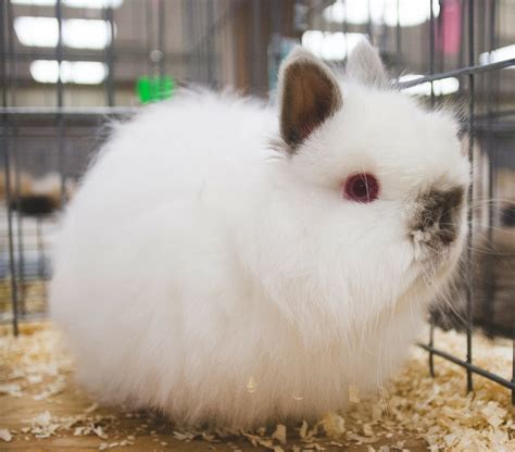 Rabbits with Long Hair: A Beginner’s Guide - The Rabbit Hop