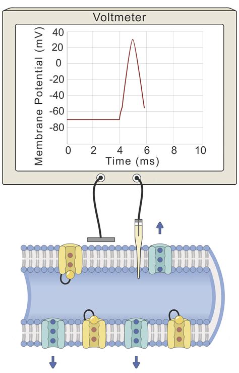 Action Potential Graph 的图像结果