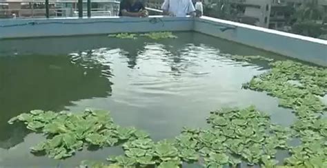 Assam Scientist Farming Fish In Rooftop Pond Since 2019: Know How This ...