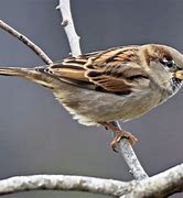 sparrows 的图像结果