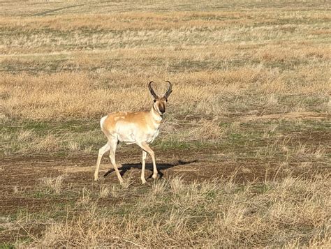 Wild Pronghorn - Plains Conservation Center (Aurora, Colorado just east ...
