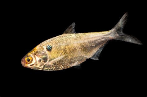 American Gizzard Shad (Dorosoma cepedianum) - Joel Sartore