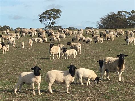 Dorper Sheep Society Australia – Dorpers steady the ship to become ...