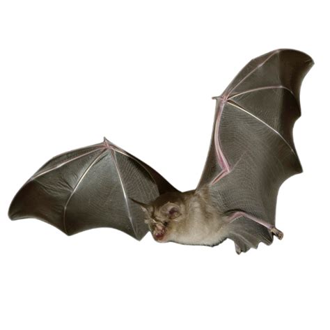 Image result for Bat Python Turtle