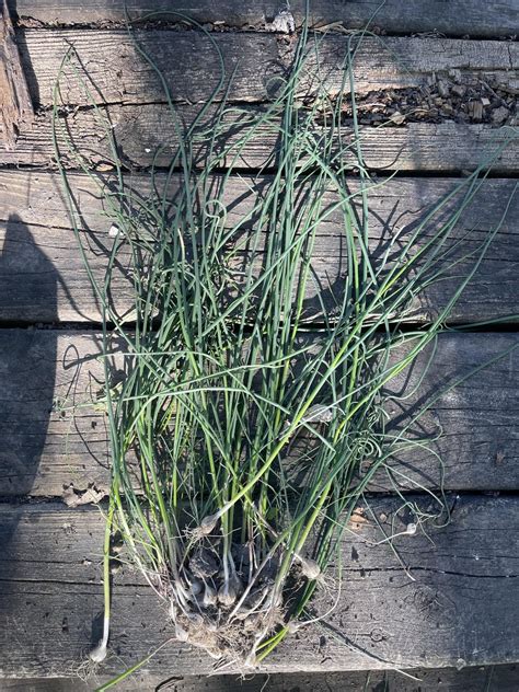 I asked three weeks ago, wasn’t sure then so I pulled it. I’m less sure ...