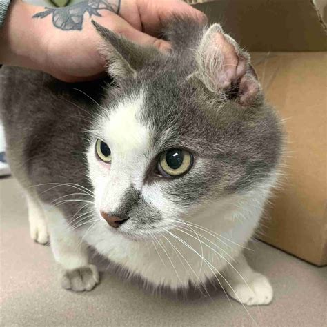 Sparky 68854 - Humane Society of Wicomico County