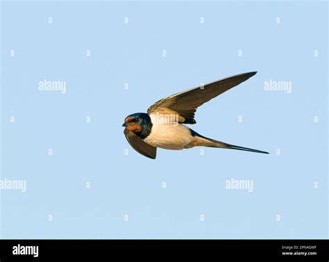 Barn Swallow (Hirundo rustica) adult male, in flight, with full crop to ...