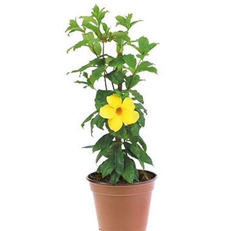 VARA DE SAN JOSE – Vivero El Encanto