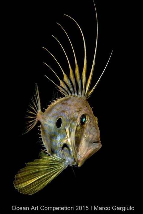 Alien Animals 的图像结果