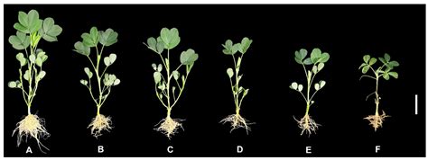 Physiological Mechanism through Which Al Toxicity Inhibits Peanut Root ...