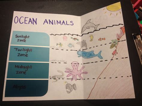Ocean Zones Diagram For Kids
