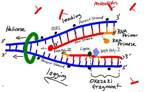 Image result for Process of DNA Replication Steps