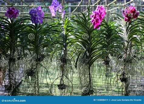 Orchid Nursery. Plants of All Colors Hung and with Roots in the Air ...