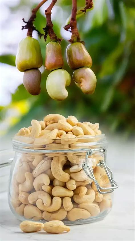 Basic Requirements For Cashew Nut Farming In India