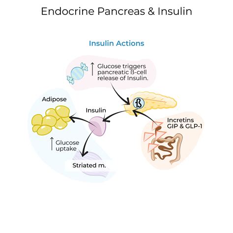 Physiology Glossary: Endocrine Pancreas & Insulin Secretion | ditki ...