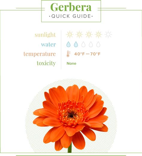 Imlíne Gerber Daisy Gerbera Daisy Care Guide: Growing Information,