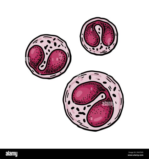 How To Draw A Blood Cell