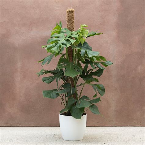 Buy swiss cheese plant ( syn. Monstera pertusum ) Monstera deliciosa ...