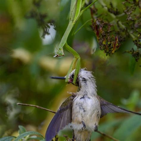 Mantis Hummingbird Eat