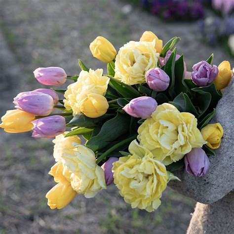 Buy tulip collection Lemon and lilac 'tulip collection': Delivery by ...