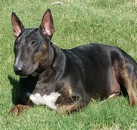 Black Brindle Bull Terrier Dog in the Grass