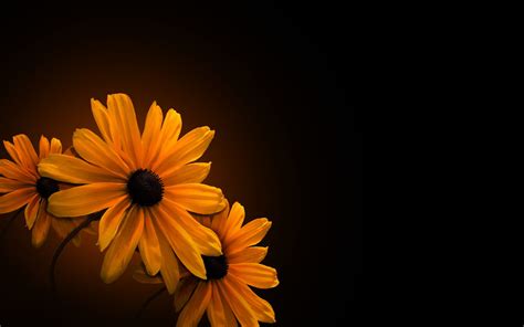 Dark Flowers Wallpapers - Wallpaper Cave