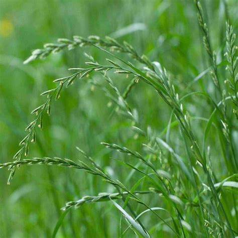 TAM 90 ANNUAL RYEGRASS | Douglass King Seeds
