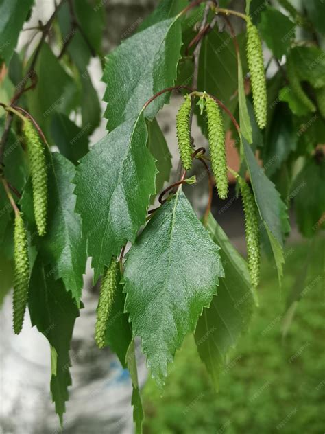 Premium Photo | Seeds and leaves of european white birch weeping birch ...