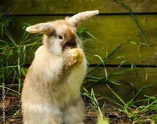 Image result for Bugs Bunny Praying