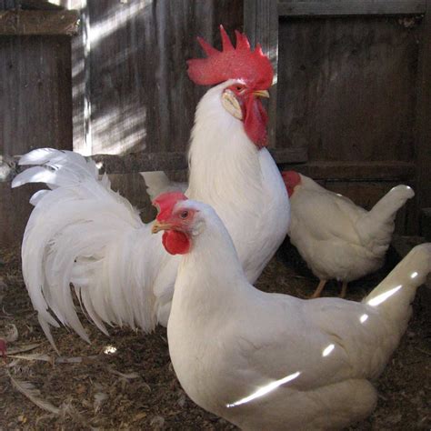 White Leghorn Rooster Vs Hen