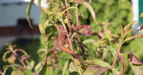 Image result for Fruit Tree Problems