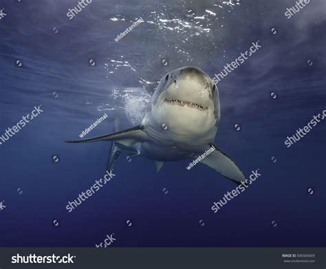 389 Great Whites Shark Group Images, Stock Photos & Vectors | Shutterstock