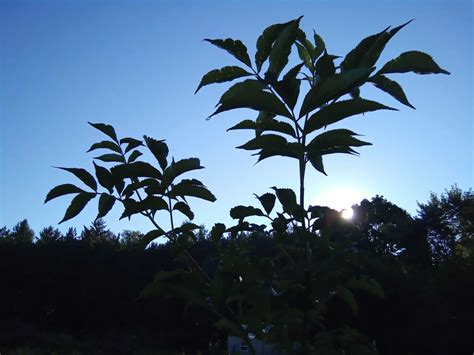 How to Grow Elderberry & Harvest Immune Boosting Berries