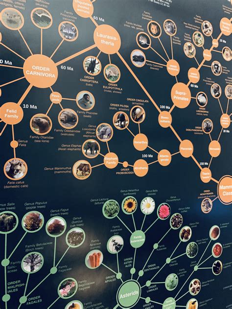 Classification by Color Code in Evolution 的图像结果