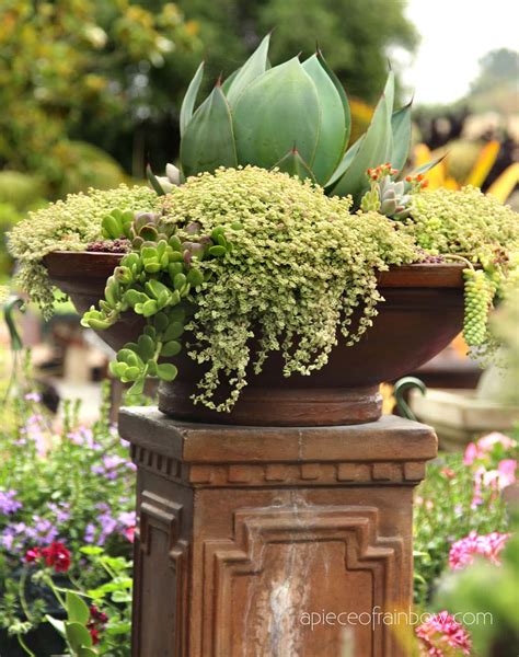 Simple Outdoor Succulent Plants at Timothy Votaw blog