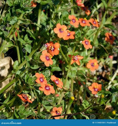 Scarlet Pimpernel Wild Flower Bunch. Stock Photo - Image of heat, seed ...
