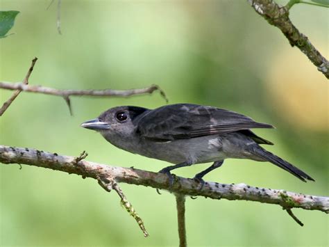 Rose-throated Becard - eBird