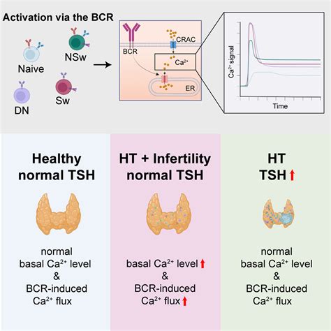 Thyroid Antibodies Profile at Brenda Norris blog