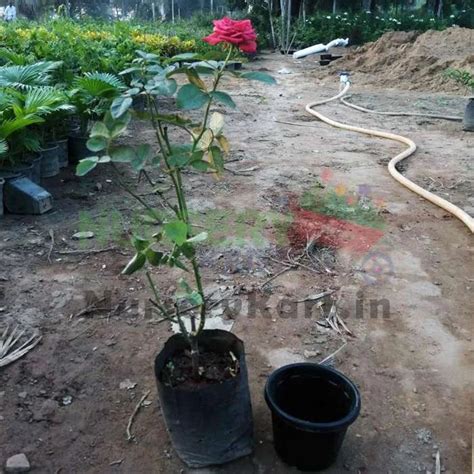 Buy Set of 3 Love Rose Plants Pack online from Nursery Kart